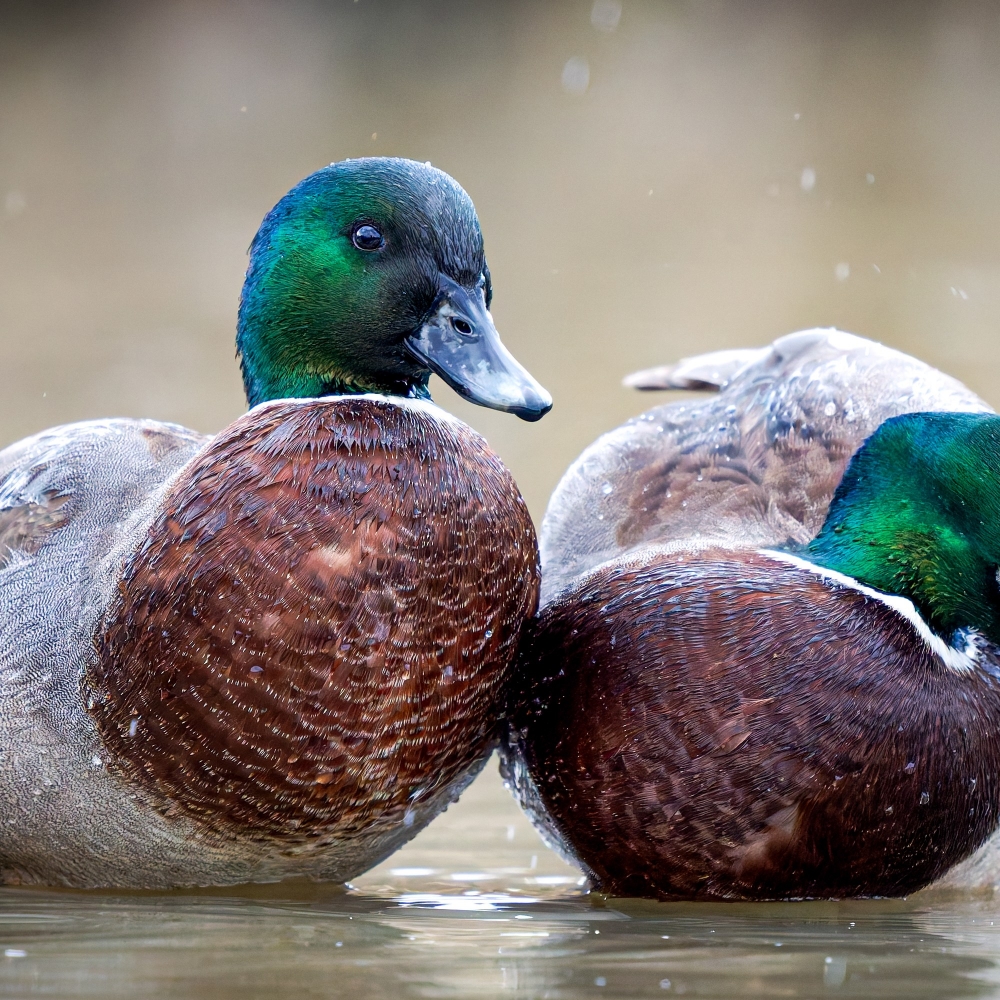 Anatidae Indet — 20251201 — 70 × 50 cm