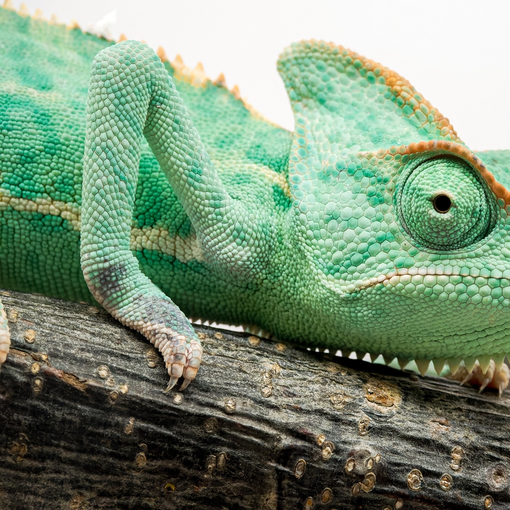Calyptratus — 20251115-2025-11-15 — 40 × 30 cm