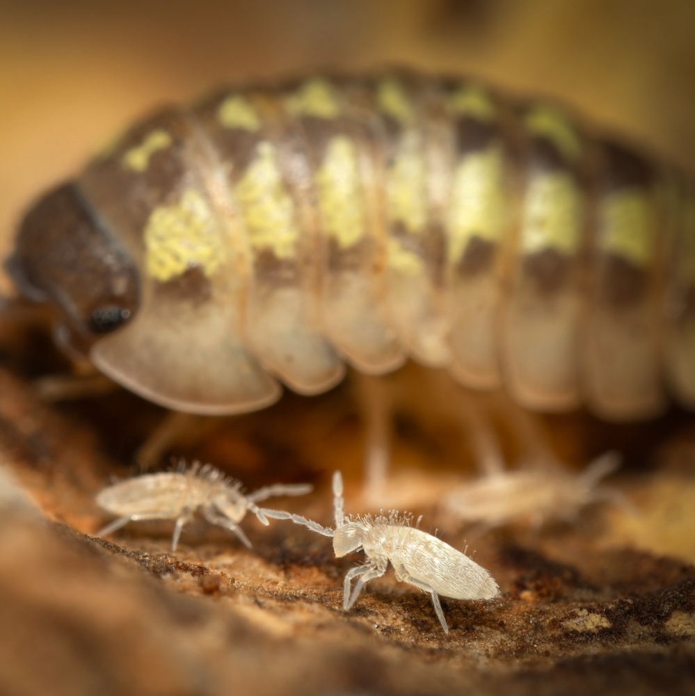 20250125 Armadillidium Granulatum Yellow — 70 × 50 cm