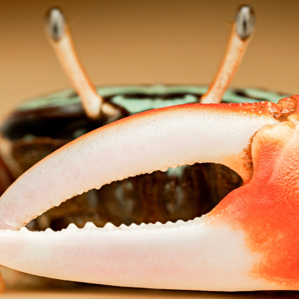 Crabe Violoniste — 20251026 — 40 × 30 cm