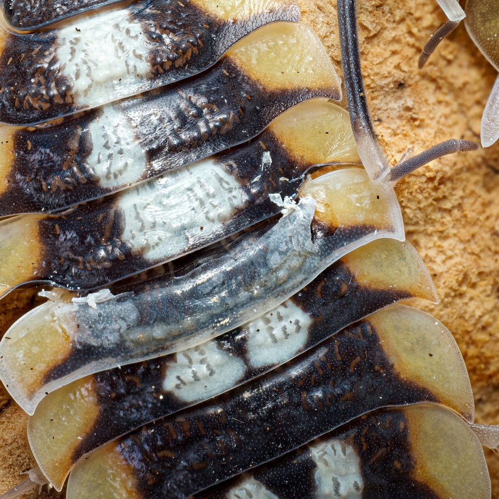 Porcellio Expansus — 60 × 40 cm