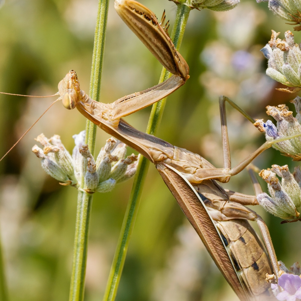 European Praying Mantis in Venoy — 30 × 40 cm