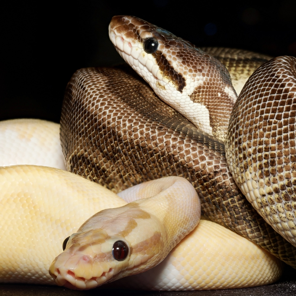 Piebald — 20251118-2025-11-15 — 70 × 50 cm