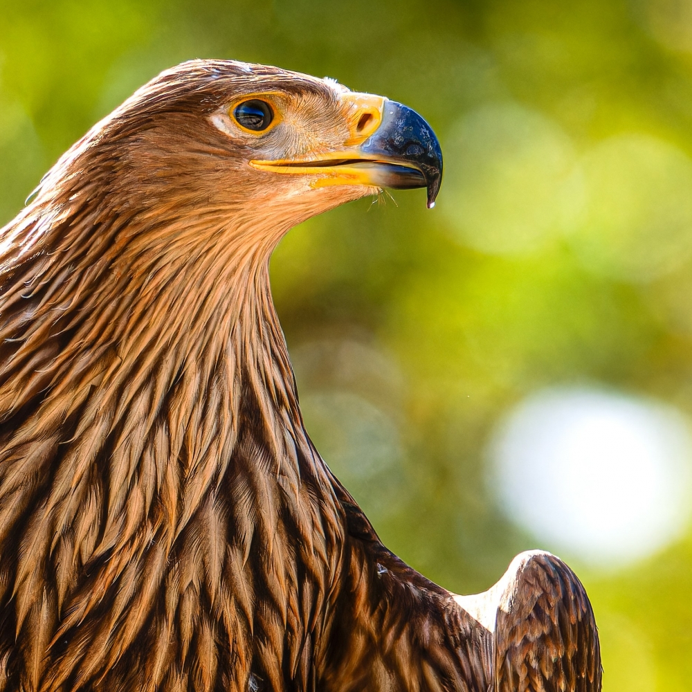 Aquila Chrysaetos — 20251014 — 40 × 30 cm