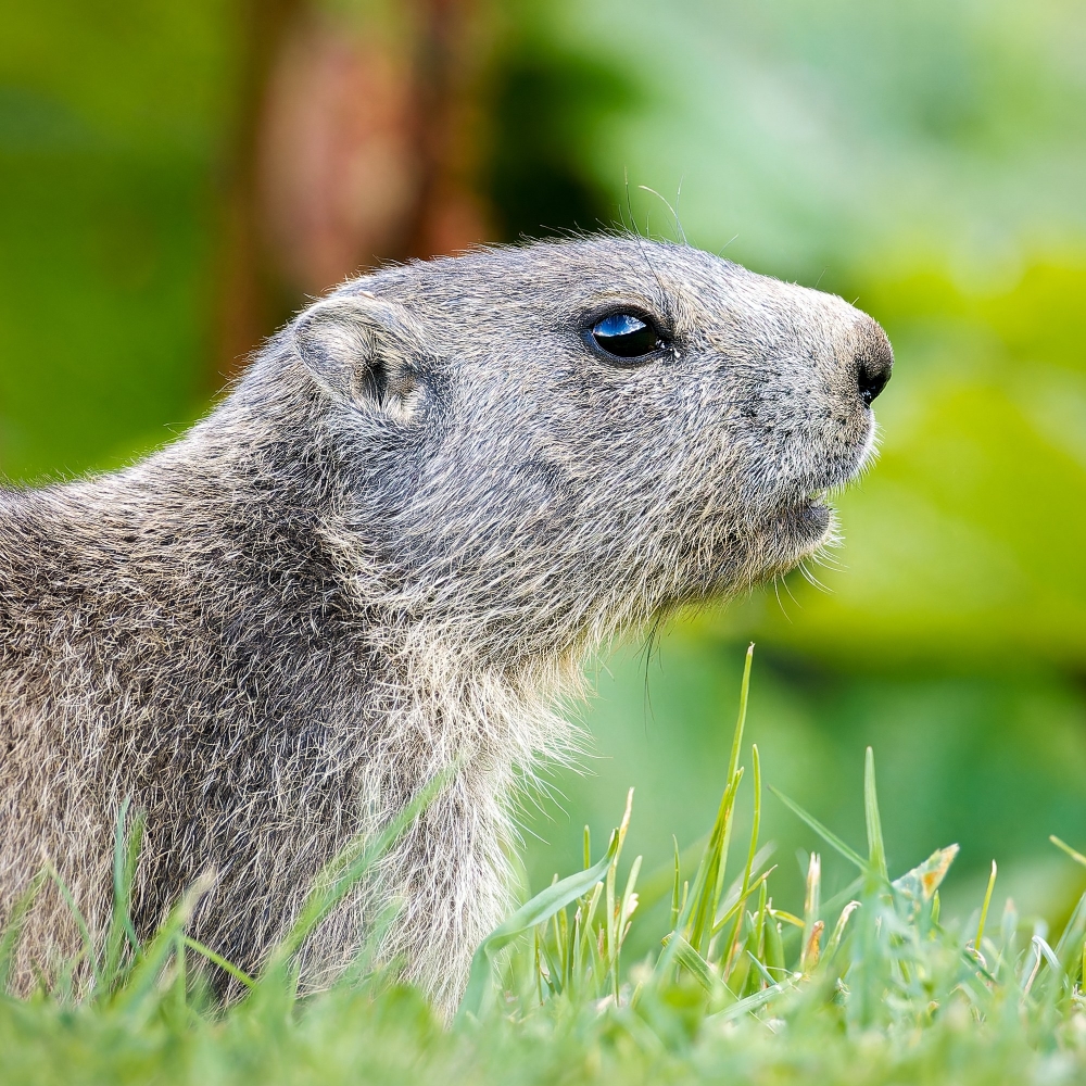 Marmota Marmota — 20250811 — 60 × 40 cm