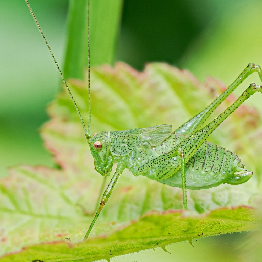 Leptophyes Punctatissima — 20250722 — 60 × 40 cm