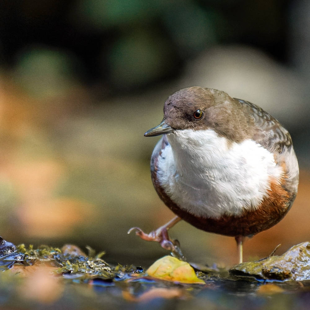 White-throated Dipper in Menétrux-en-Joux — 70 × 50 cm