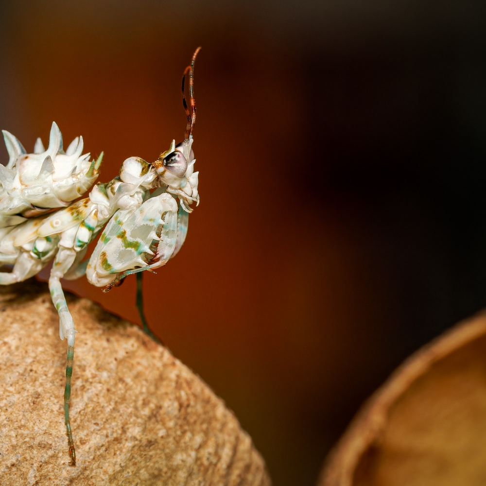 Pseudocreobotra Lestoni — 40 × 30 cm