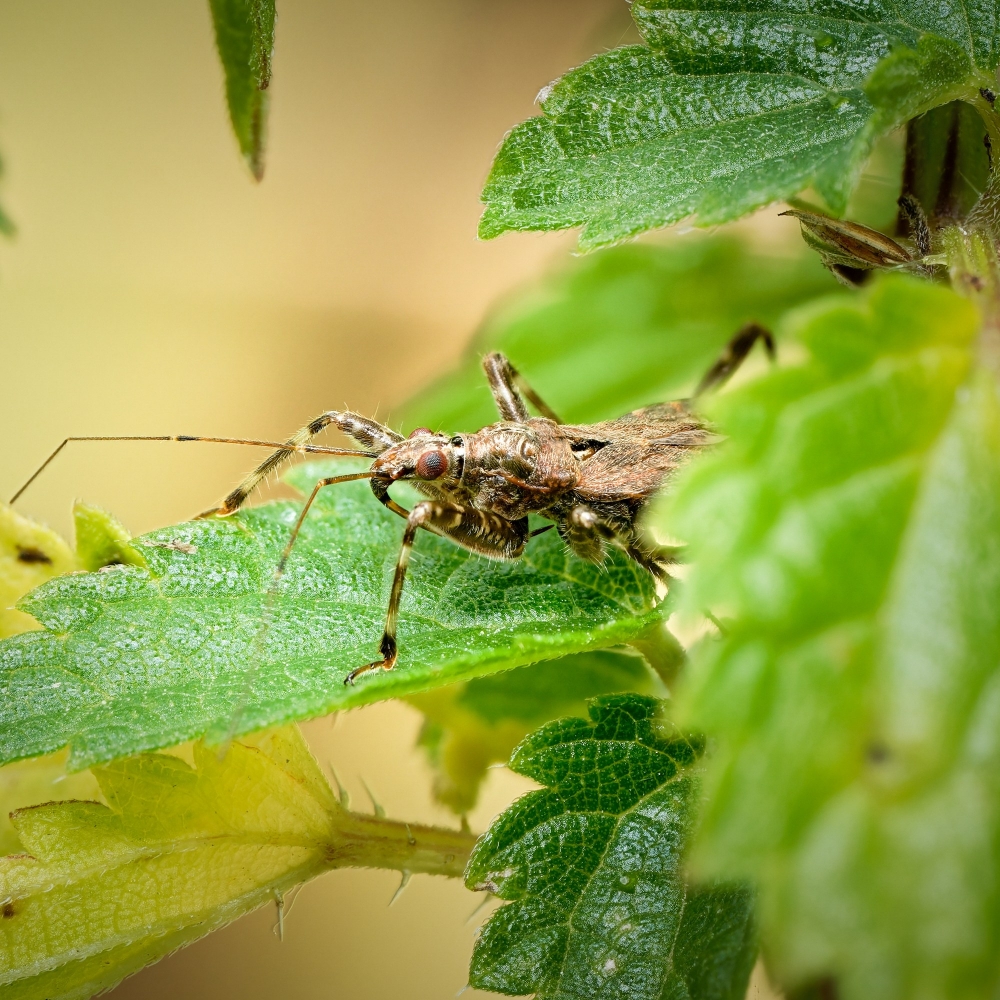 Himacerus Apterus — 20250722 — 40 × 30 cm