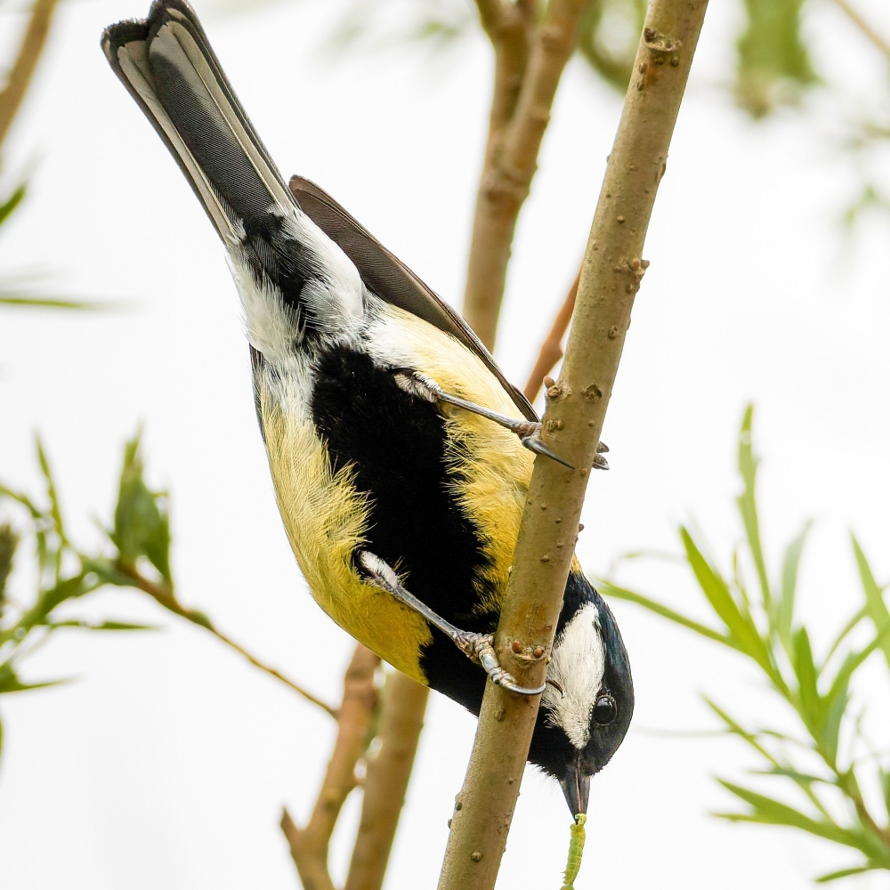 Parus Major — Congis-sur-Thérouanne 