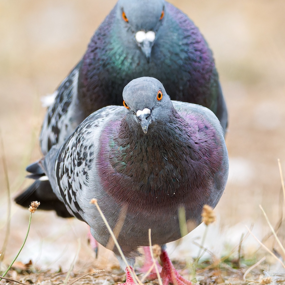 Columba Livia Var. Domestica — Bois de Boulognes — 40 × 30 cm