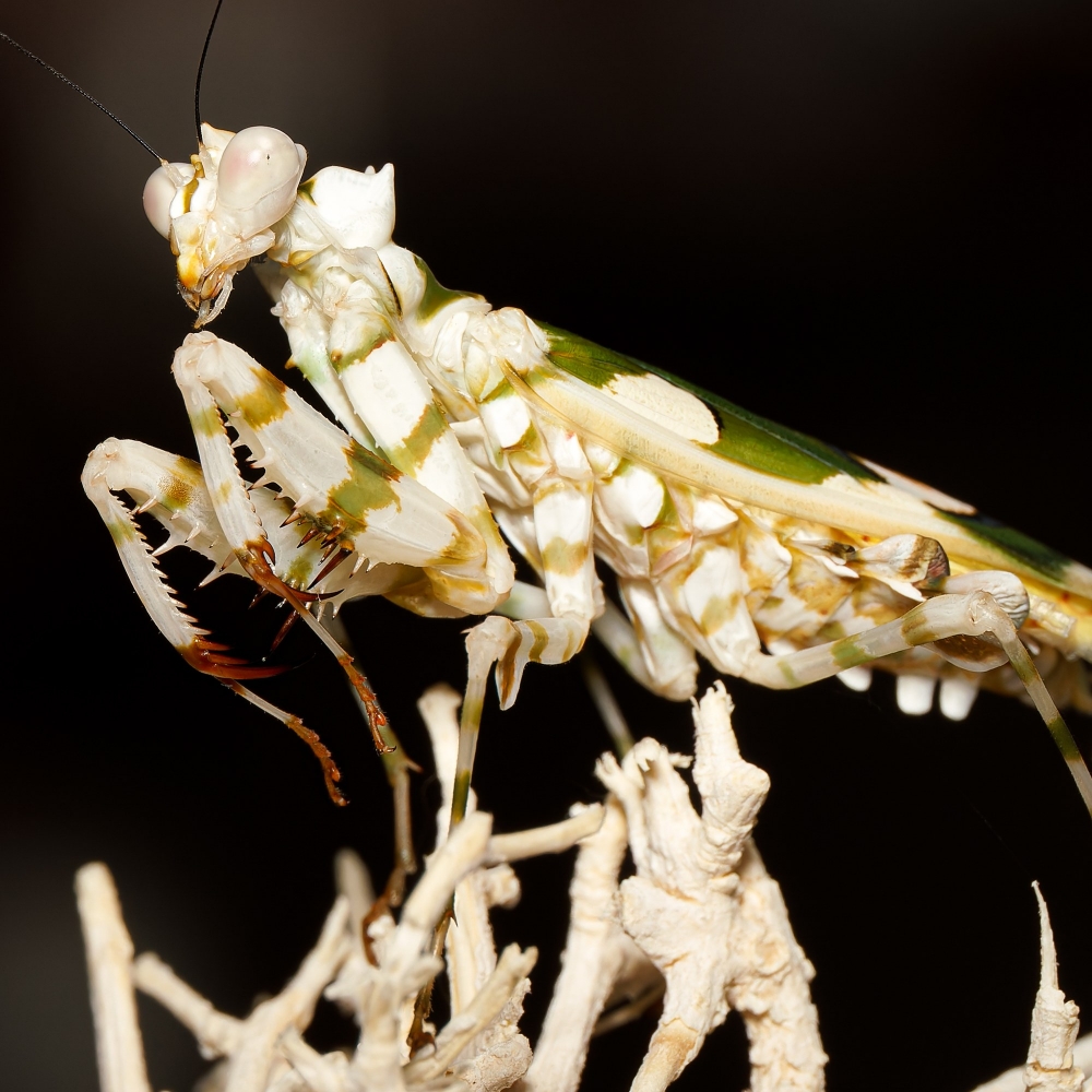 Pseudocreobotra Wahlbergii — 70 × 50 cm