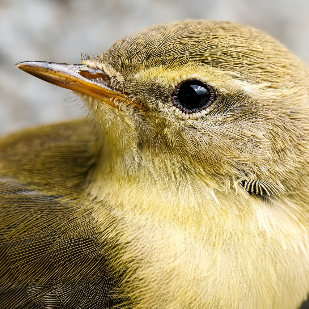 Phylloscopus Trochilus — Tignes — 70 × 50 cm