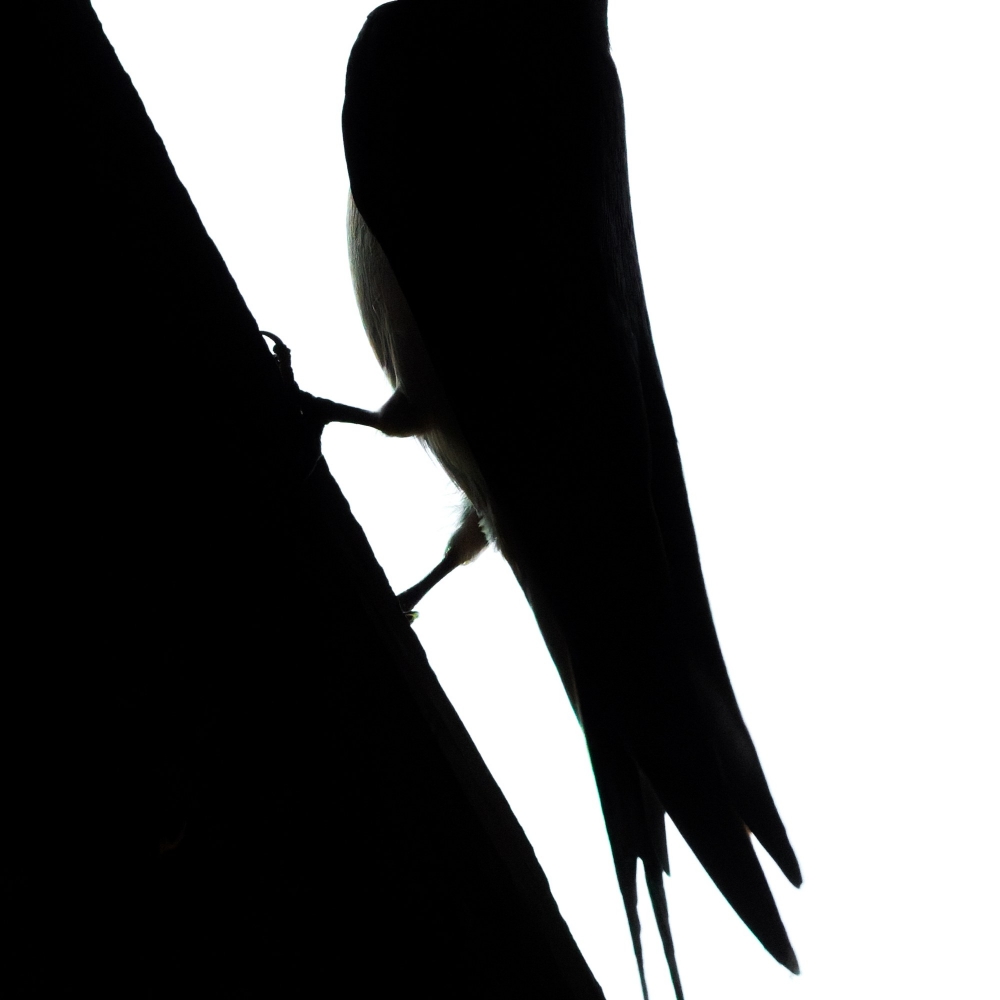 Hirundo Rustica — Rosnay — 50 × 70 cm