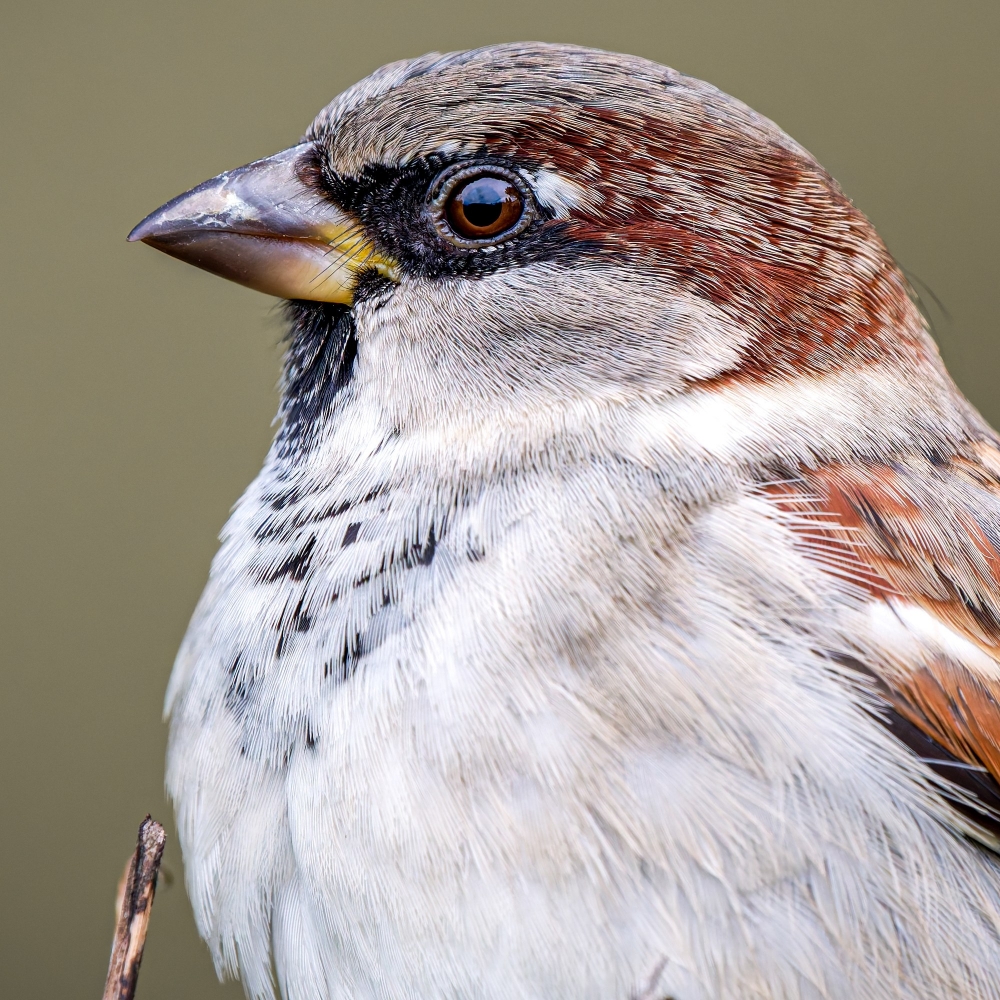 House Sparrow in 20251201 — 60 × 40 cm