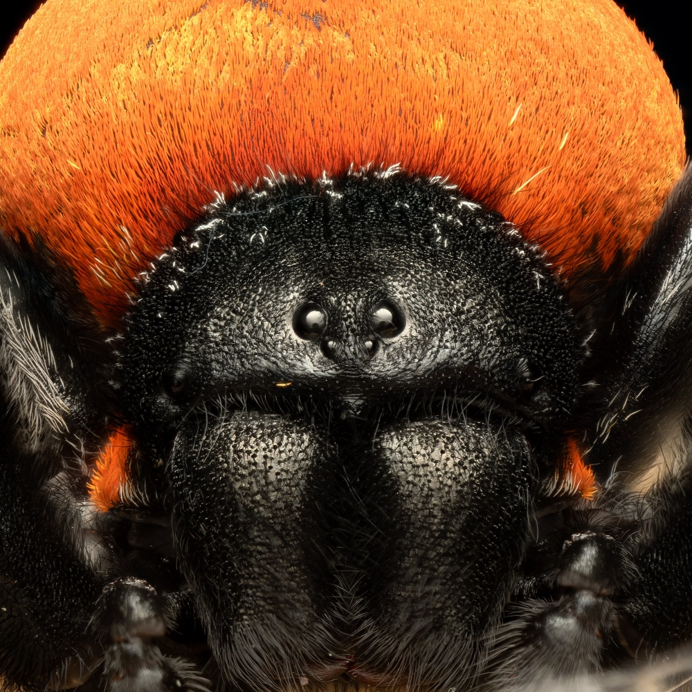 20250124,25 Bigboule Eresus Walckenaeri — 60 × 40 cm