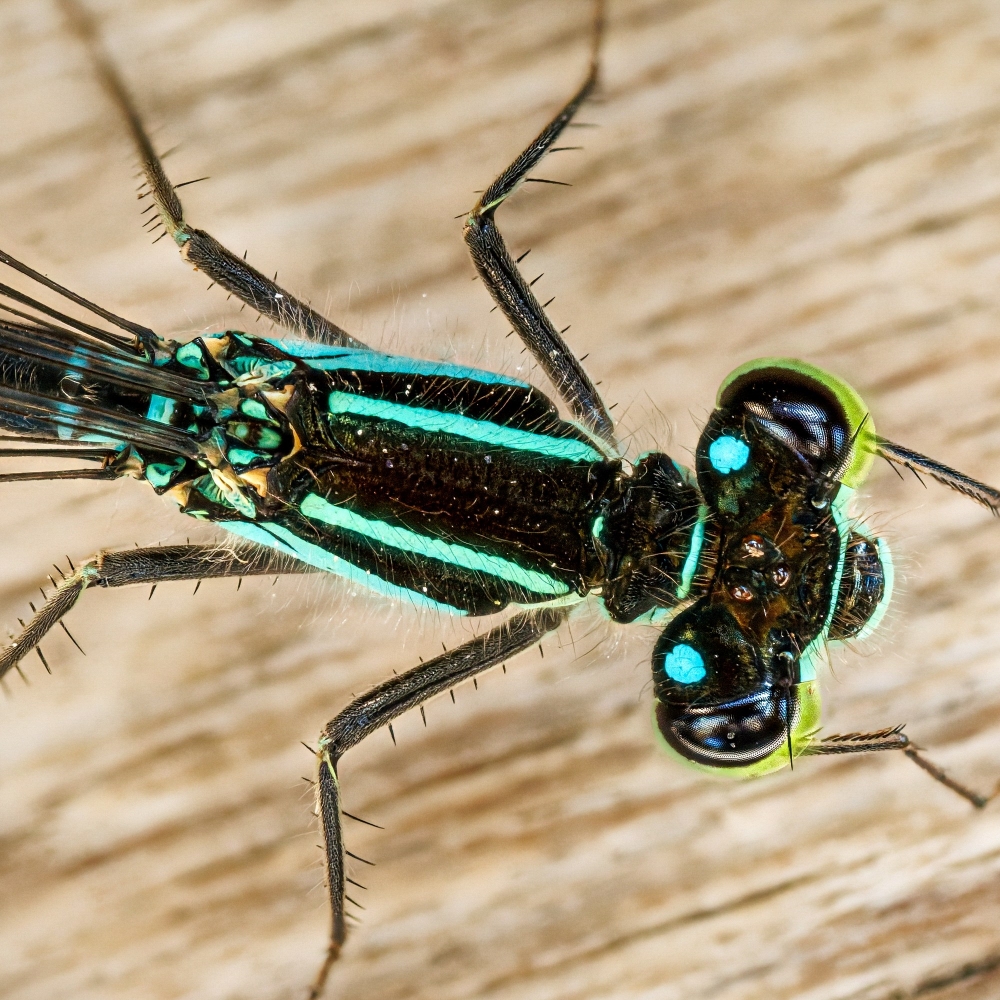 Ischnura Elegans — Mézières-en-Brenne — 70 × 50 cm