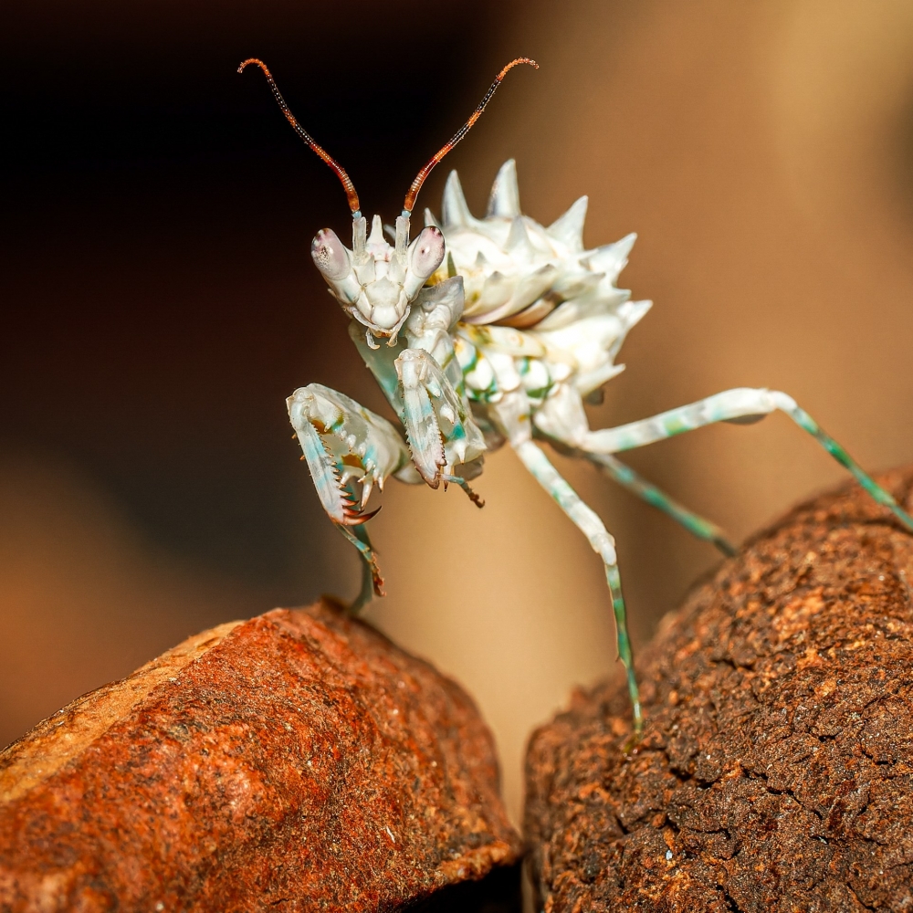 Pseudocreobotra Lestoni — 60 × 40 cm