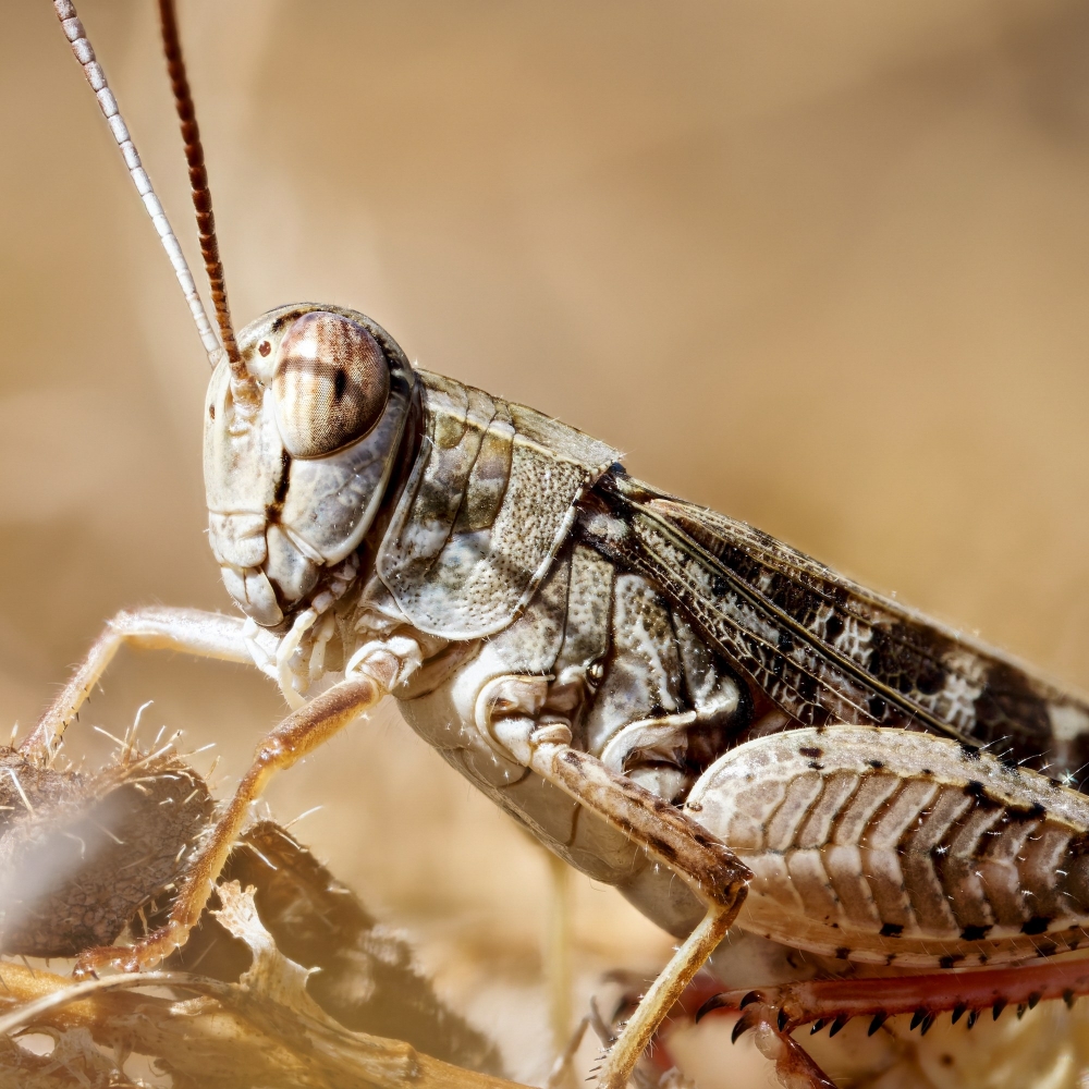 Calliptamus Italicus — Cheny 