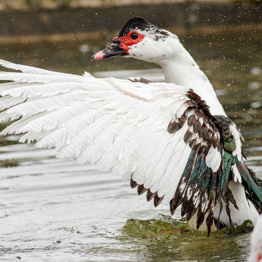 Cairina Moschata F. Domestica — Lisbonne