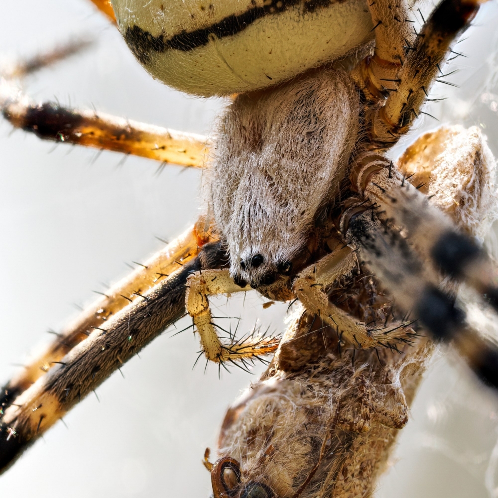 Wasp Spider in Venoy — 40 × 60 cm