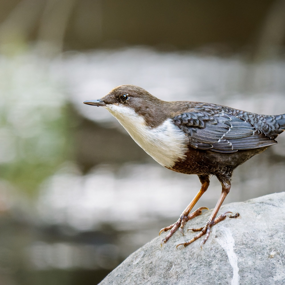White-throated Dipper in Les Planches-en-Montagne — 60 × 40 cm