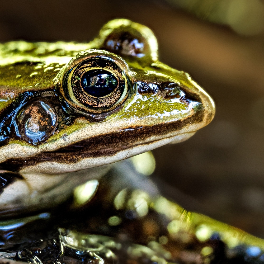 Water Frog in Mézières-en-Brenne — 70 × 50 cm
