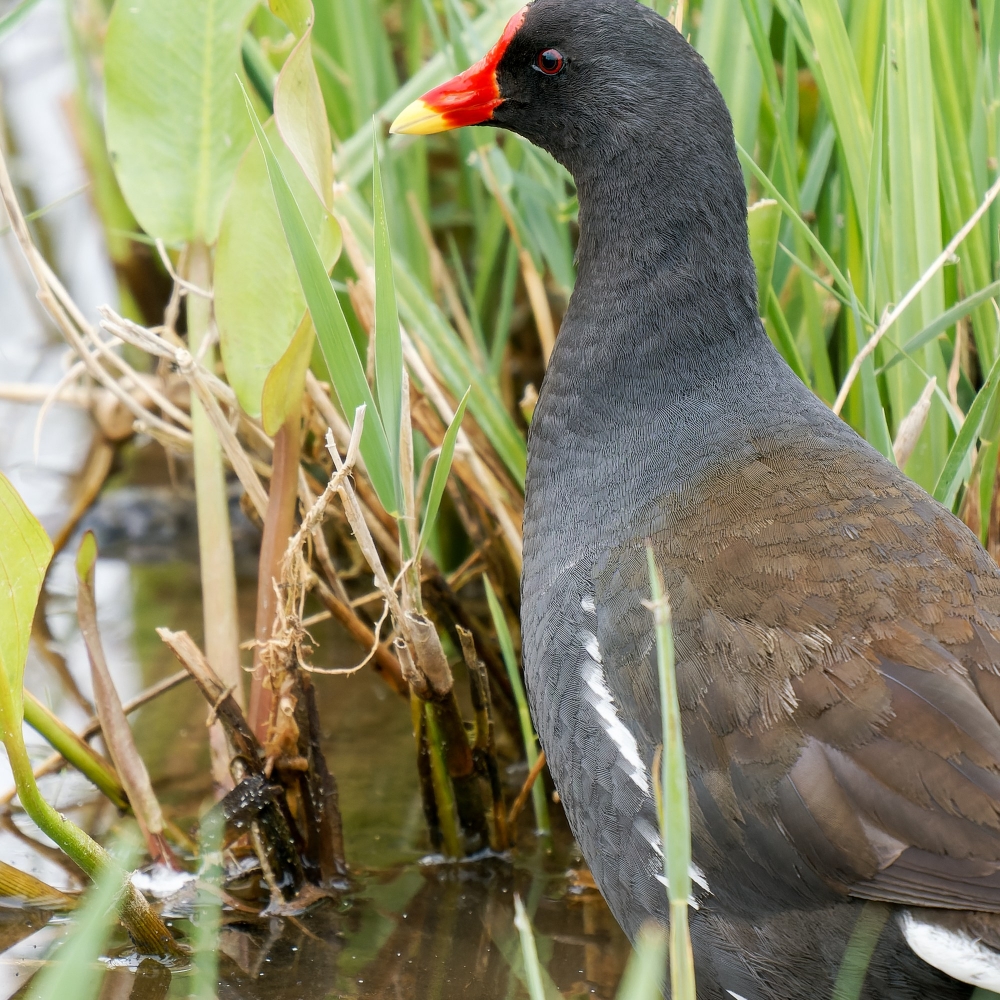 Gallinula Chloropus — 20250518 — 40 × 30 cm