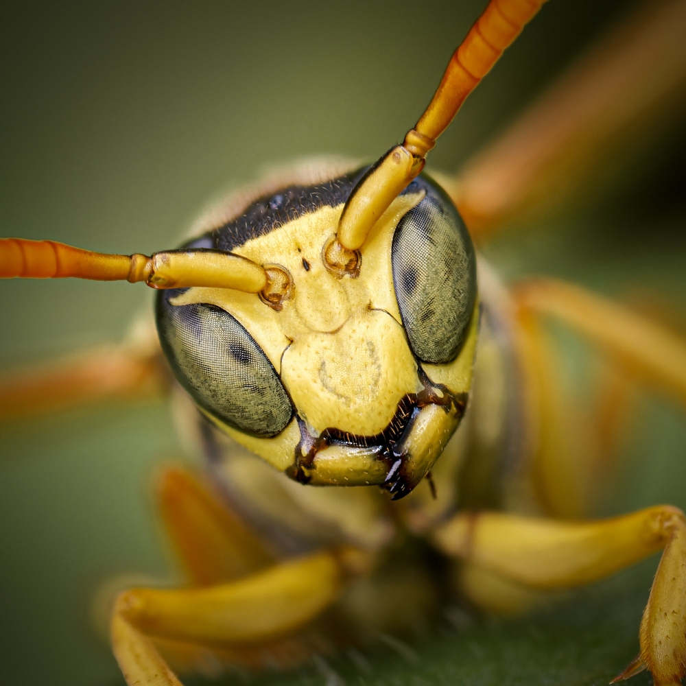 Polistes Dominula — 20250722 — 40 × 30 cm