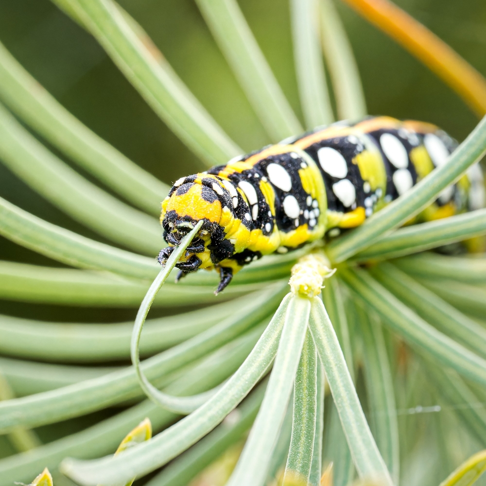 Hyles Euphorbiae — 20250810 — 40 × 30 cm