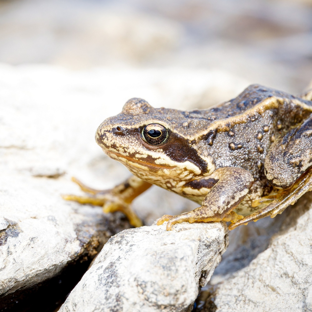 Rana Temporaria — 20250812 — 60 × 40 cm