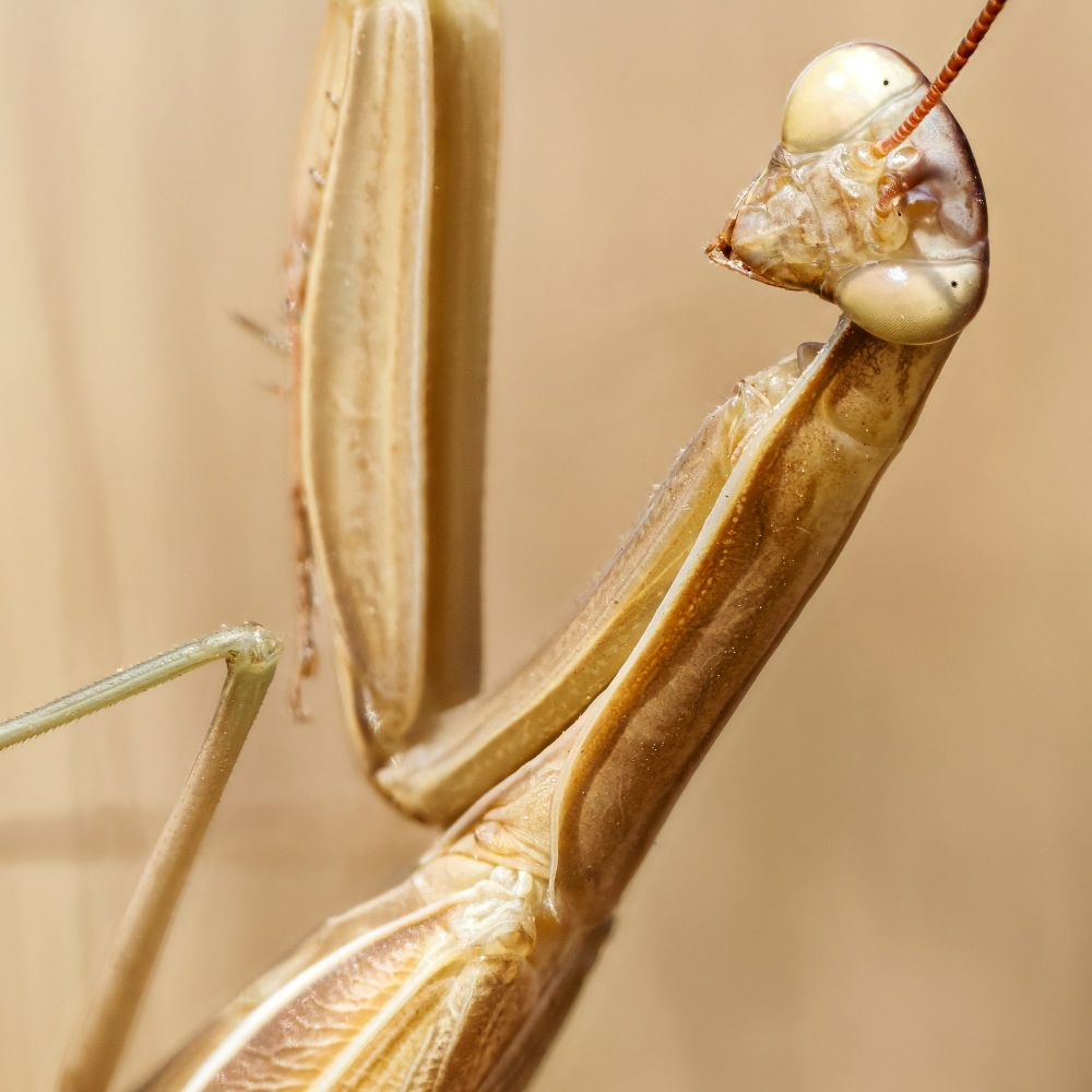 European Praying Mantis in Venoy — 40 × 60 cm