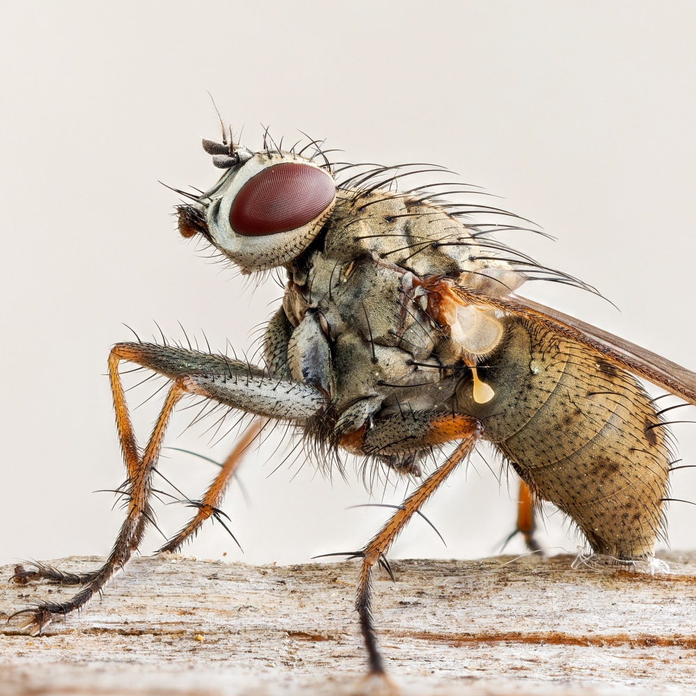 Coenosia Tigrina — 20250720 — 40 × 30 cm