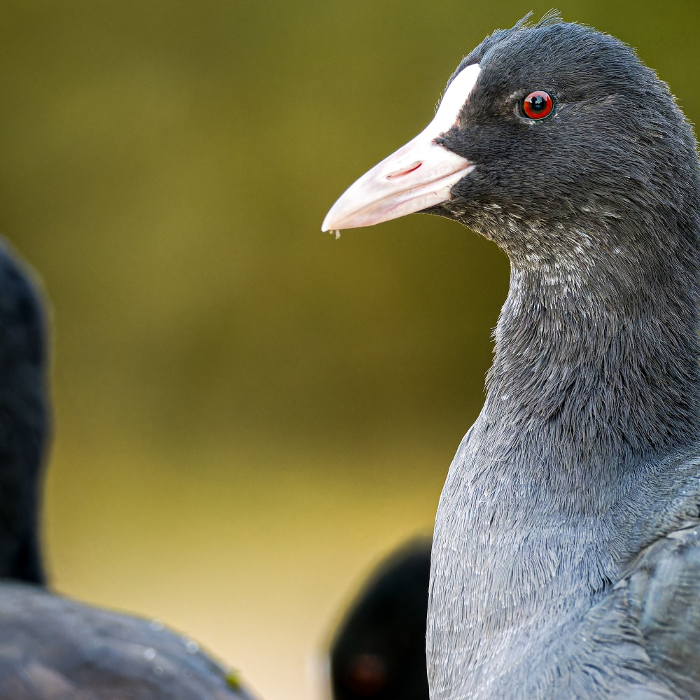 Fulica Atra — Bois de Boulognes — 40 × 30 cm