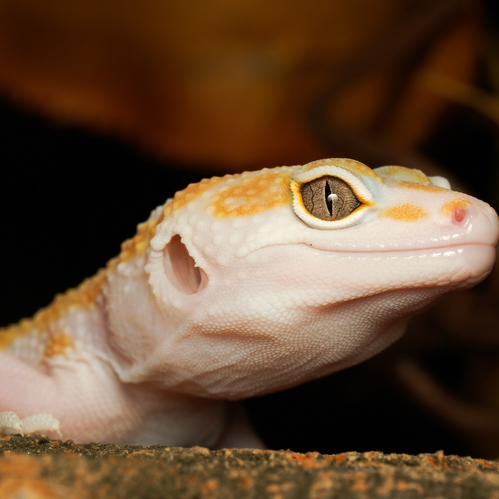 Eublepharis Macularius — 20251114-2025-11-15 — 40 × 30 cm