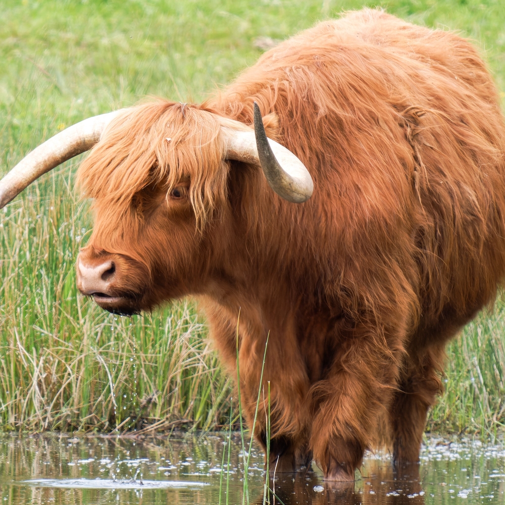 Boeuf Highland & Ardea Ibi — 20250518 — 40 × 30 cm