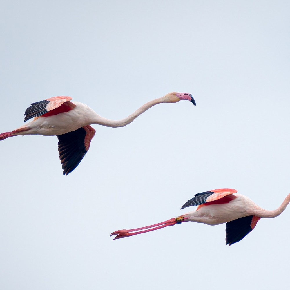 Phoenicopterus Roseus — 20251201 — 60 × 40 cm