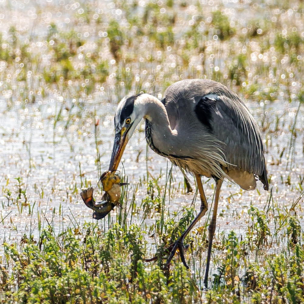 Grey Heron in Rosnay — 60 × 40 cm