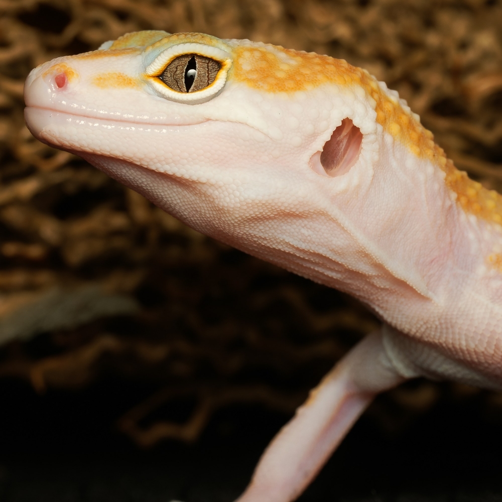 Eublepharis Macularius — 20251114-2025-11-15 — 60 × 40 cm