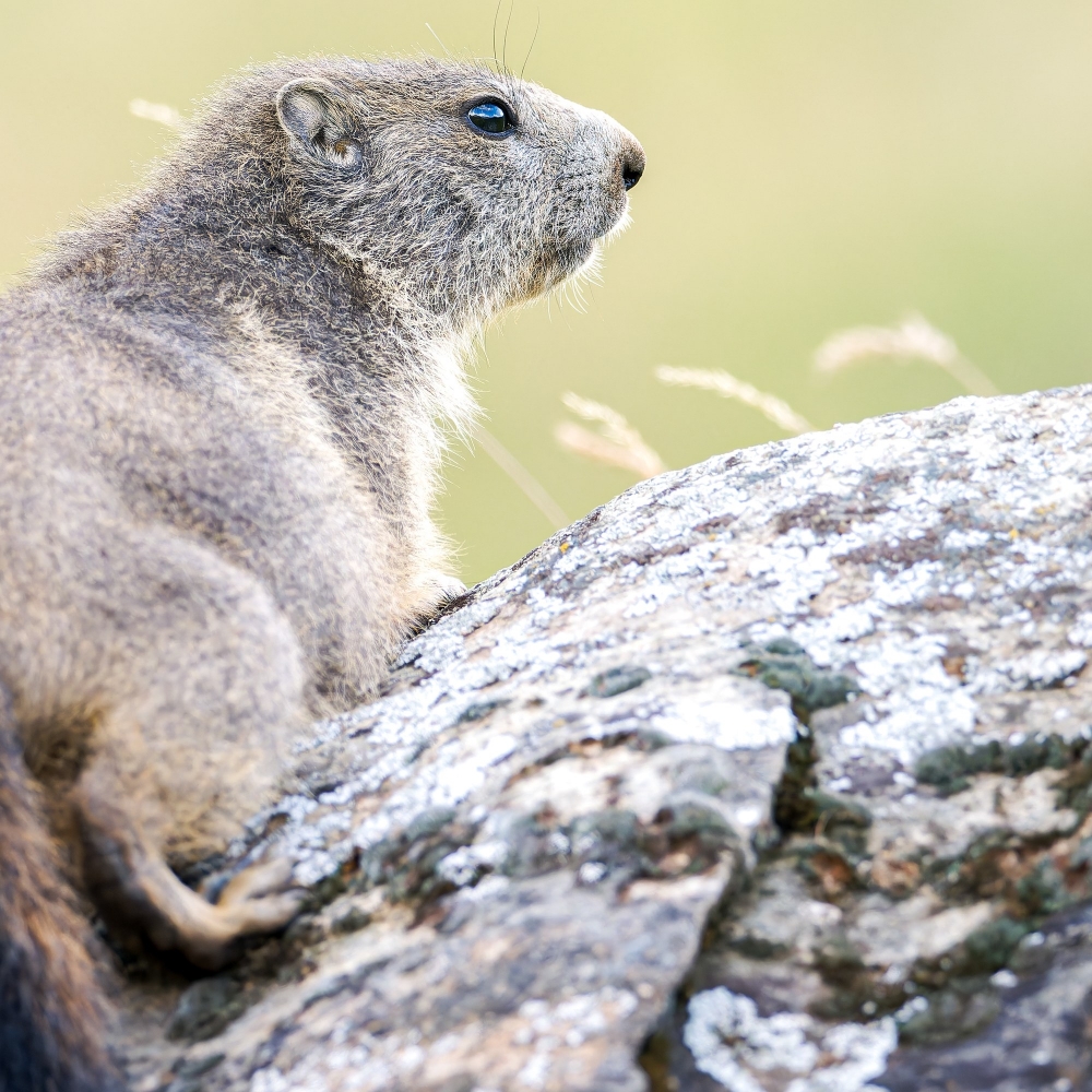 Marmota Marmota — 20250811 — 60 × 40 cm