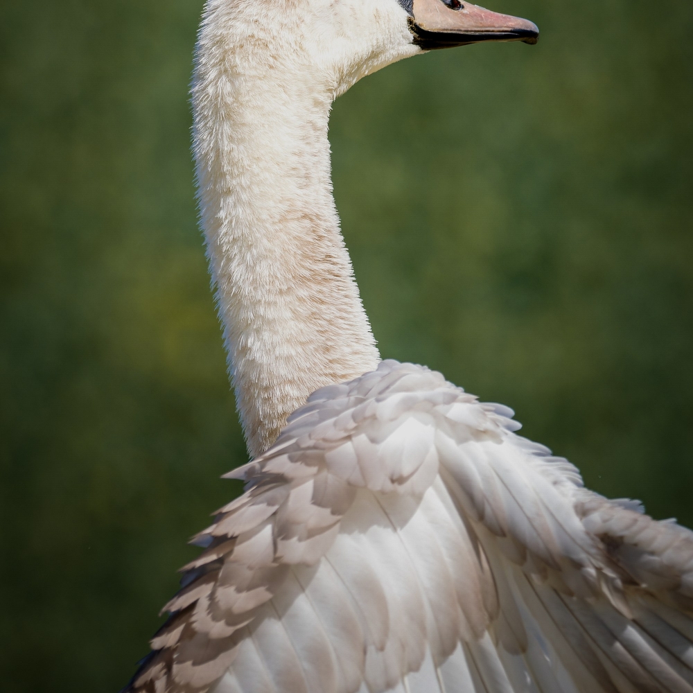 20250331 P3311390 Orf Dxo Deepprimexd Edit — 60 × 40 cm