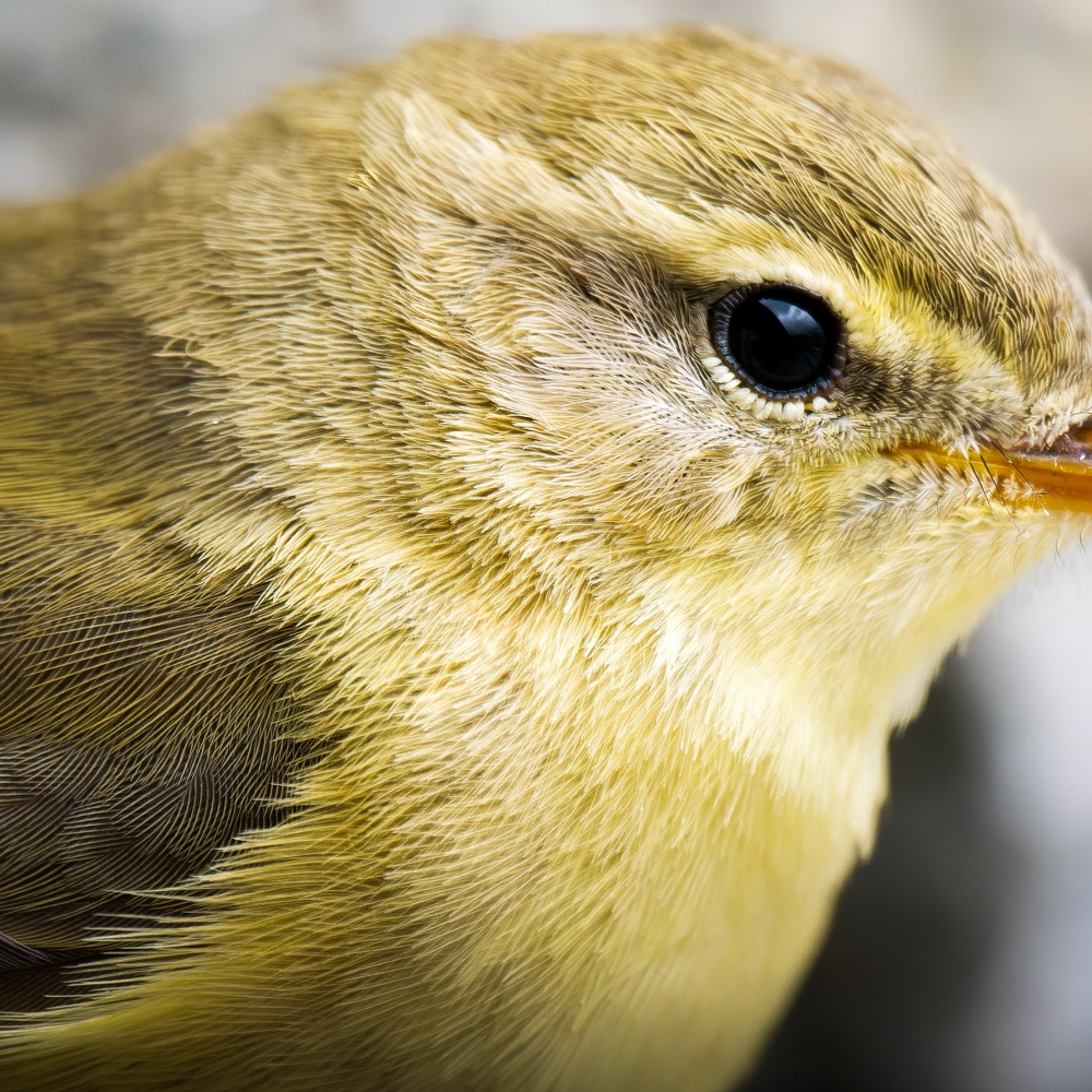 Phylloscopus Trochilus — Tignes — 40 × 30 cm