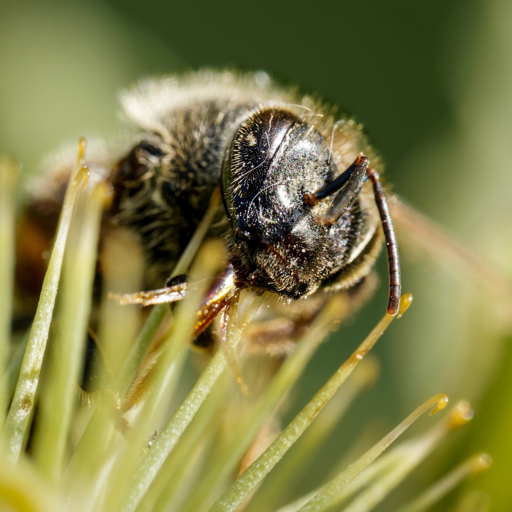Apis Mellifera — Cheny 
