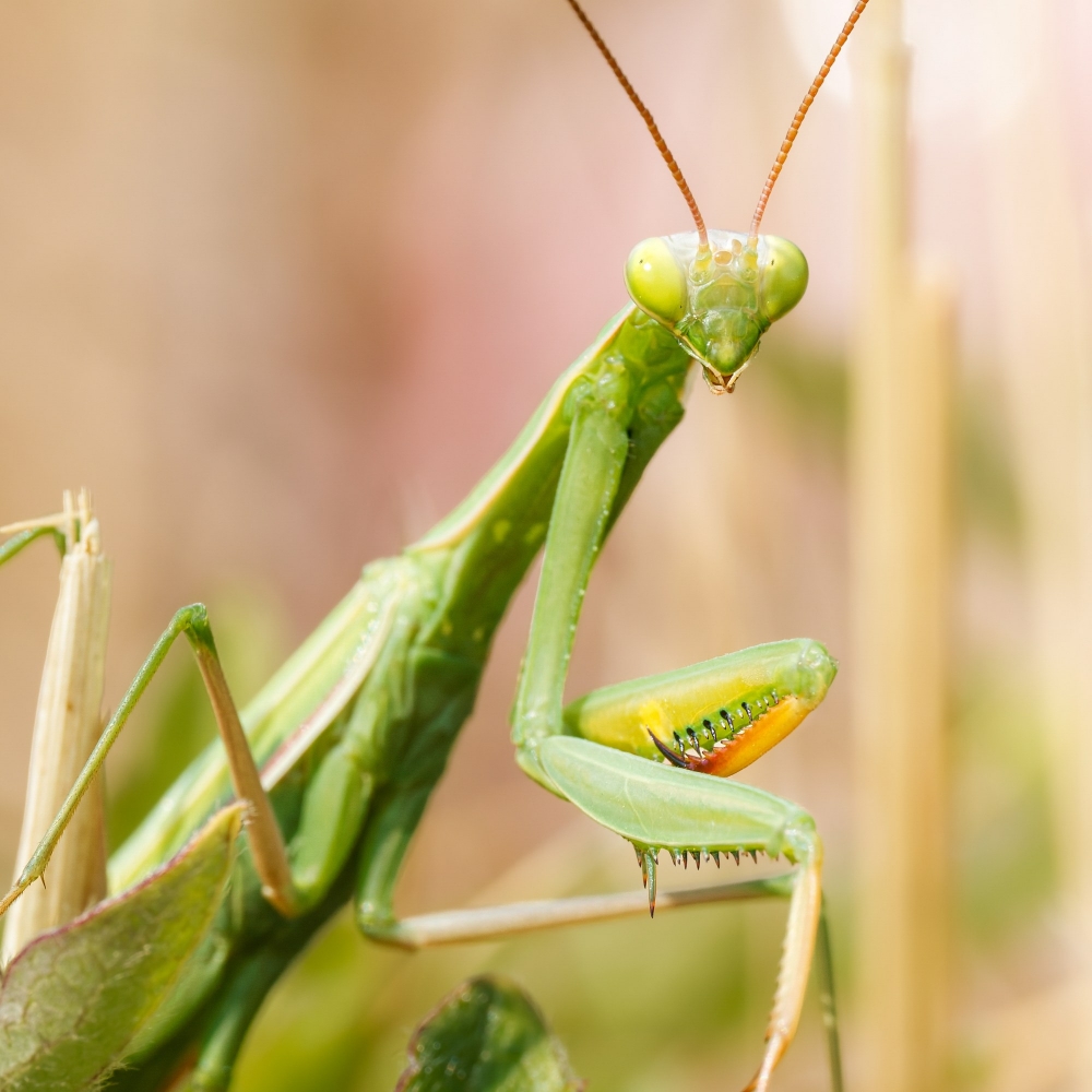 European Praying Mantis in Venoy — 40 × 60 cm