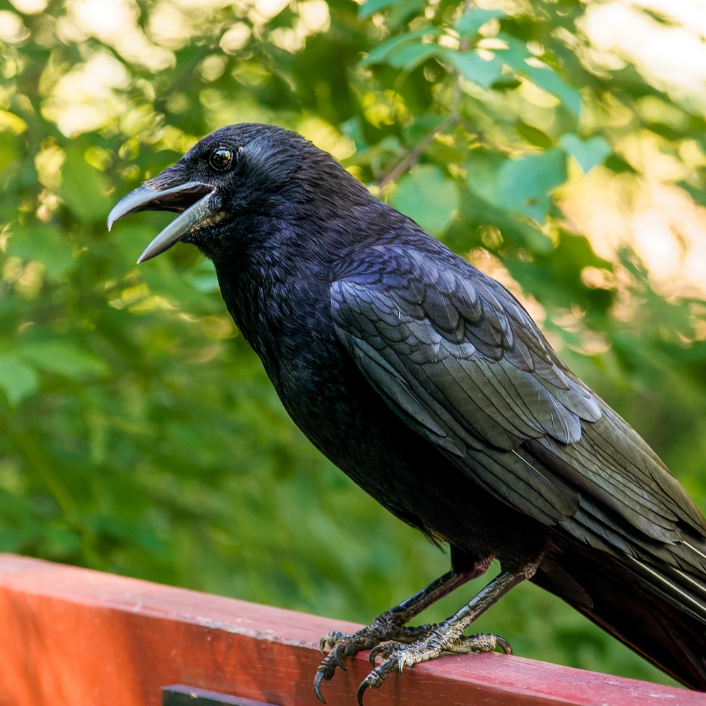 Corvus Corone — Sceaux — 40 × 30 cm