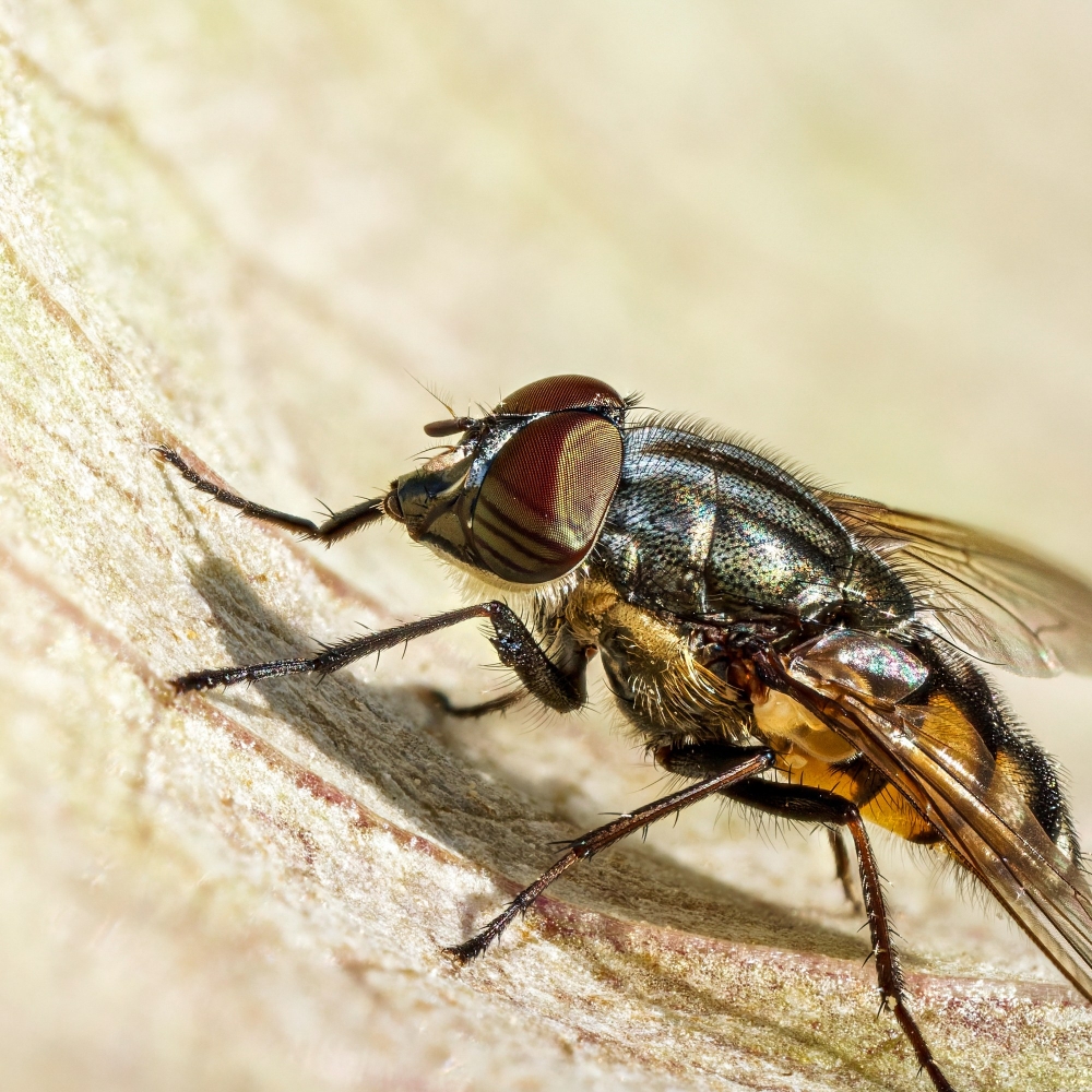 Stomorhina Lunata — Cheny — 60 × 40 cm