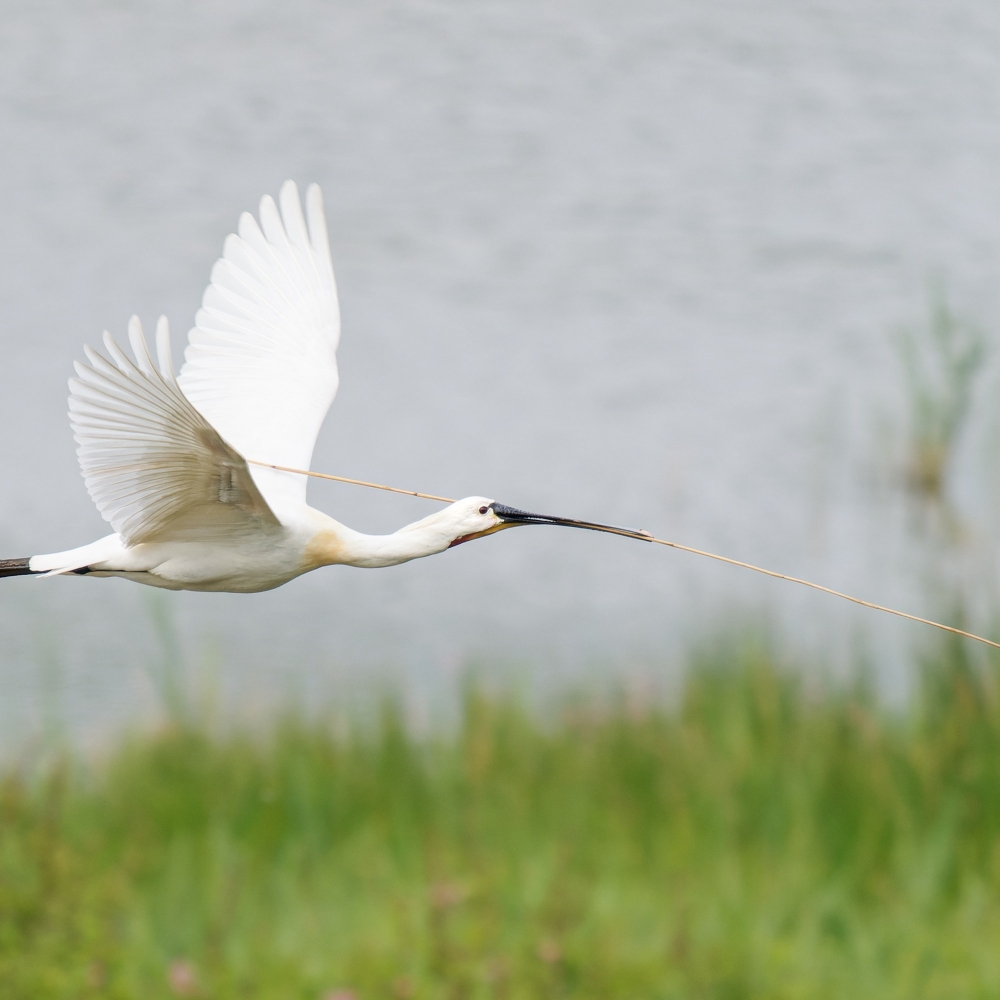 Platalea Leucorodia — 20250518 — 70 × 50 cm