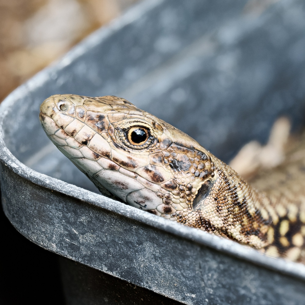 Podarcis Muralis — 20250521 — 60 × 40 cm