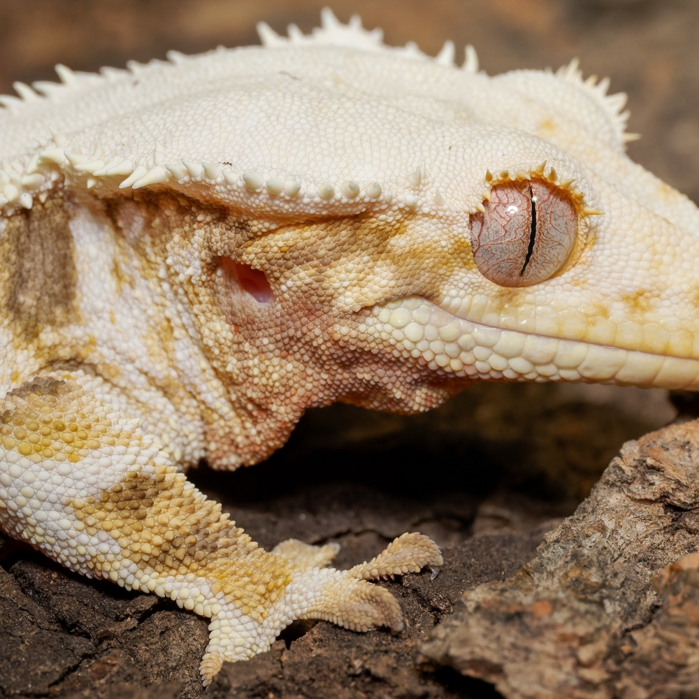 Correlophus Ciliatus — 20251115-2025-11-15 — 70 × 50 cm