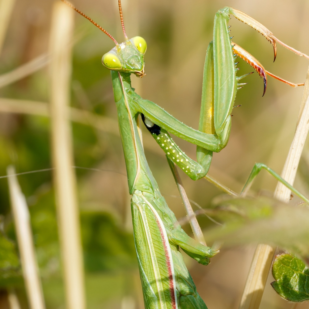 European Praying Mantis in Venoy — 40 × 60 cm